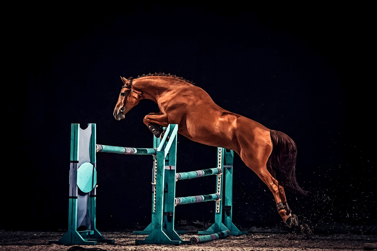 Horse show jumping–what are the bases of the most popular